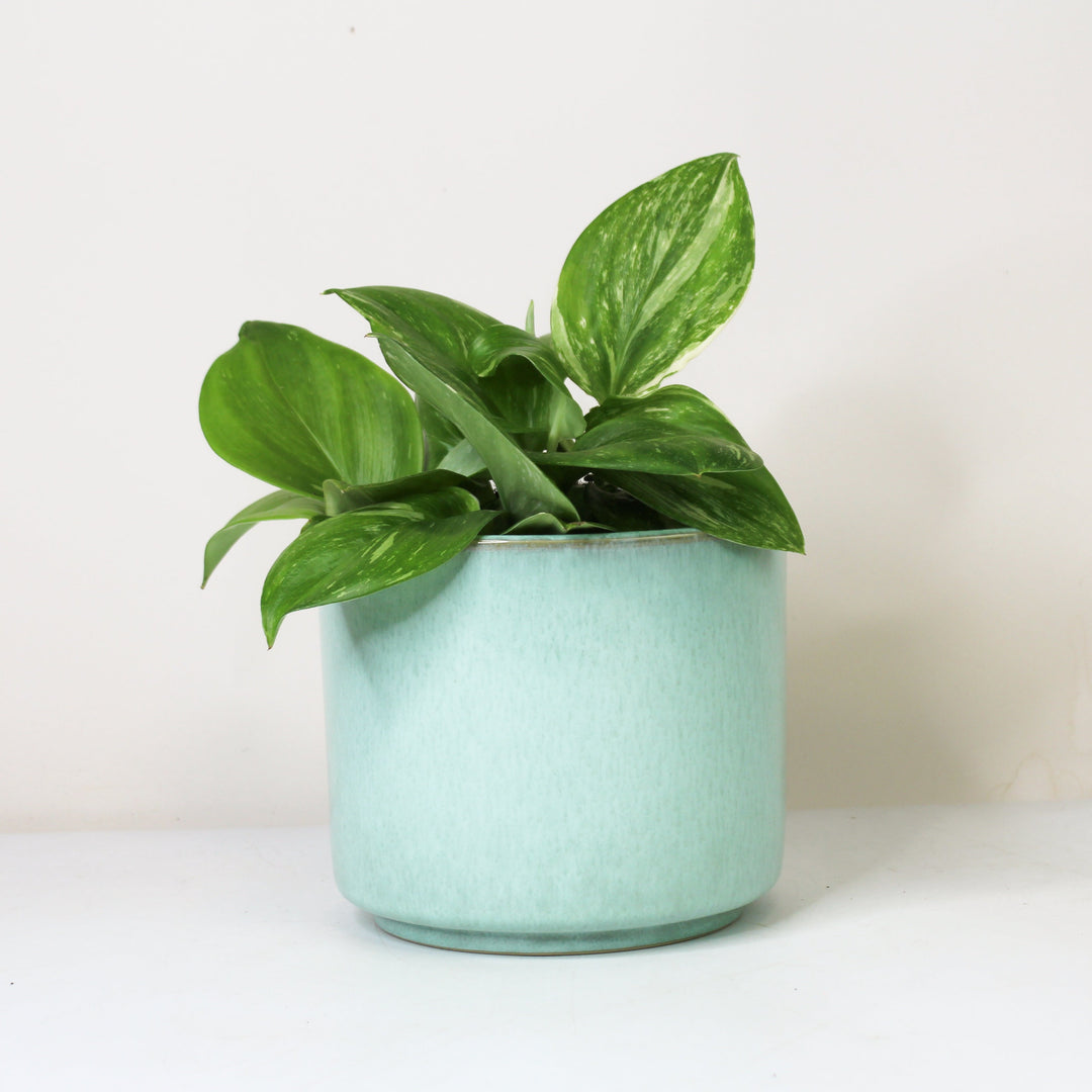 Scindapsus Rubicon M Foliage Dreams