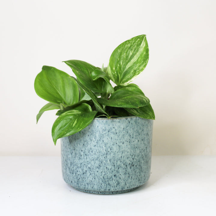 Scindapsus Rubicon M Foliage Dreams