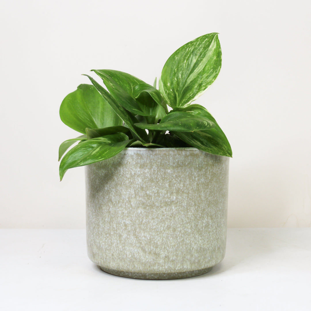 Scindapsus Rubicon M Foliage Dreams