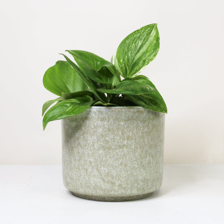 Scindapsus Rubicon M Foliage Dreams