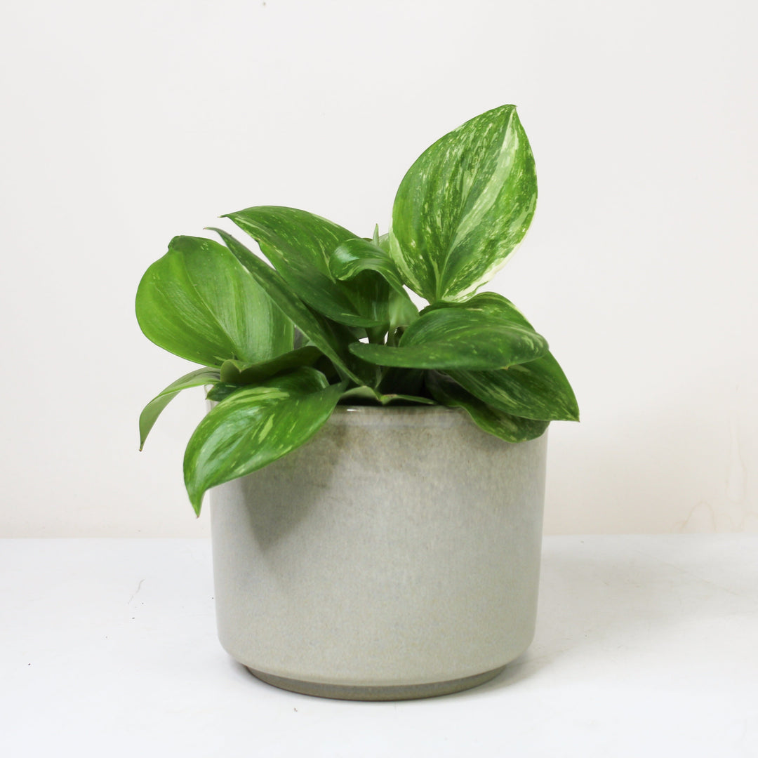 Scindapsus Rubicon M Foliage Dreams