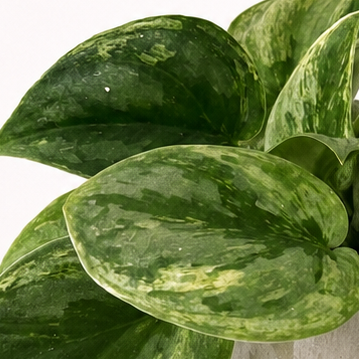 Scindapsus Silver Knight Foliage Dreams