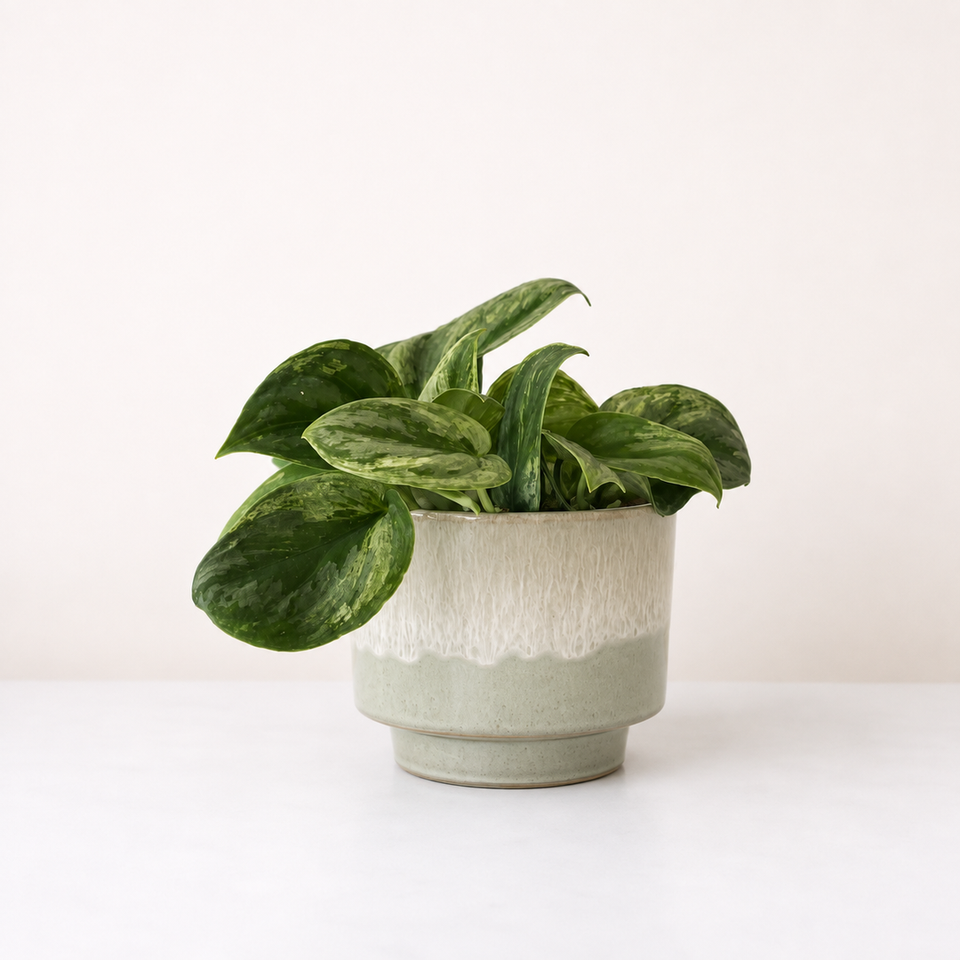 Scindapsus Silver Knight Foliage Dreams