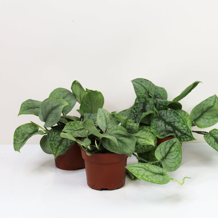 Scindapsus Silver Splash M Foliage Dreams