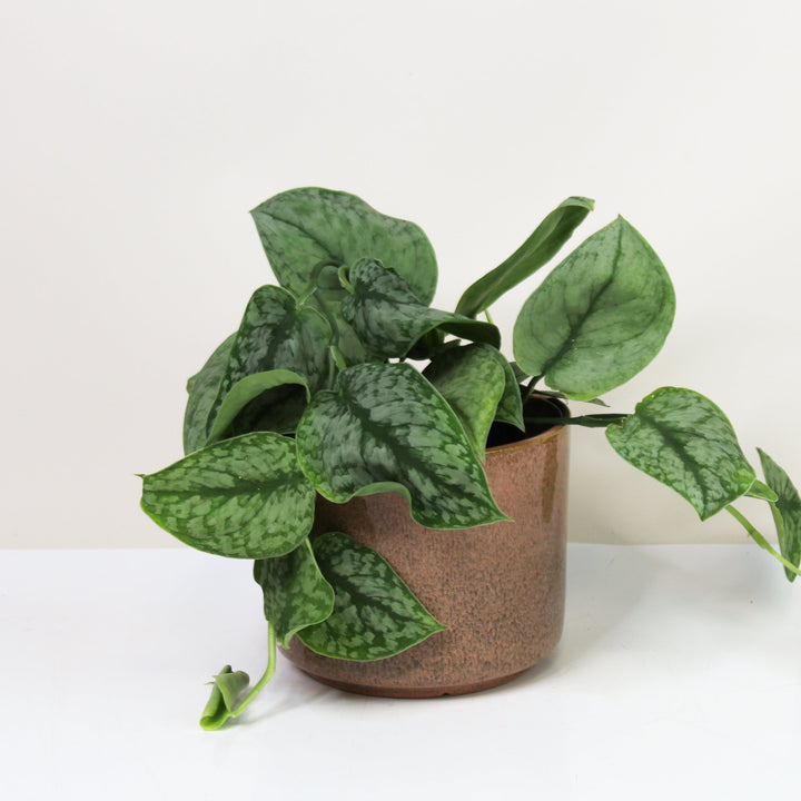 Scindapsus Silver Splash M Foliage Dreams