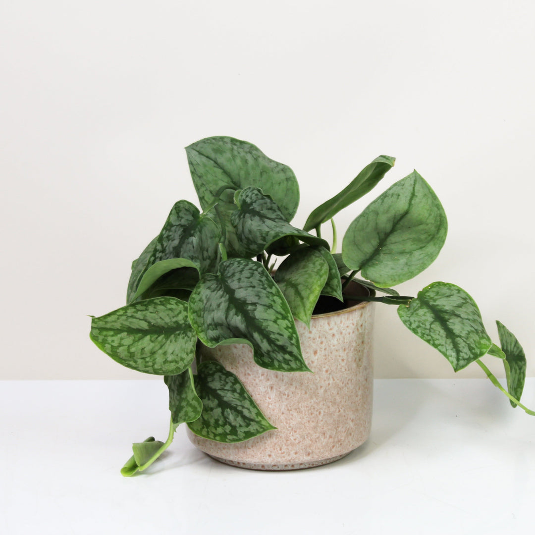 Scindapsus Silver Splash M Foliage Dreams