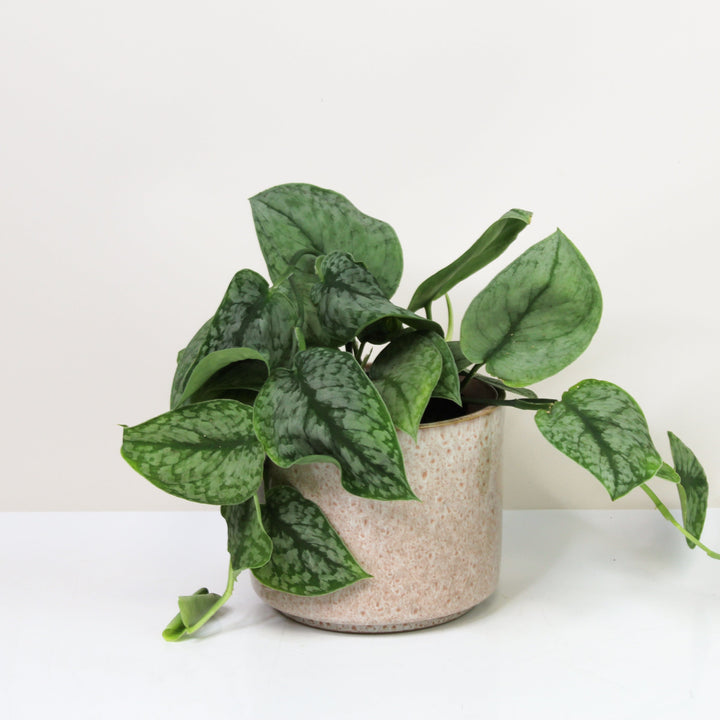 Scindapsus Silver Splash M Foliage Dreams
