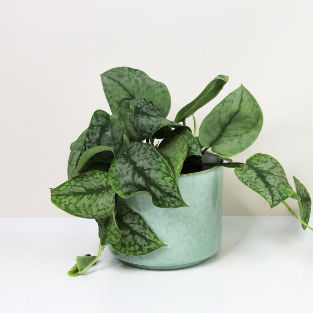 Scindapsus Silver Splash M Foliage Dreams