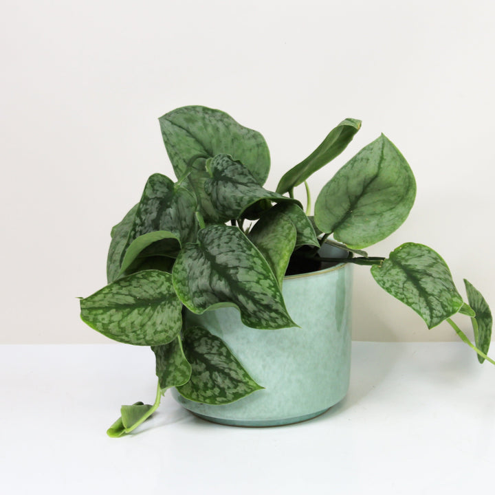 Scindapsus Silver Splash M Foliage Dreams