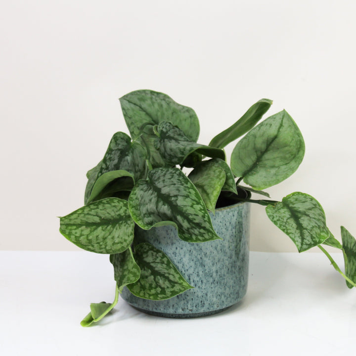 Scindapsus Silver Splash M Foliage Dreams