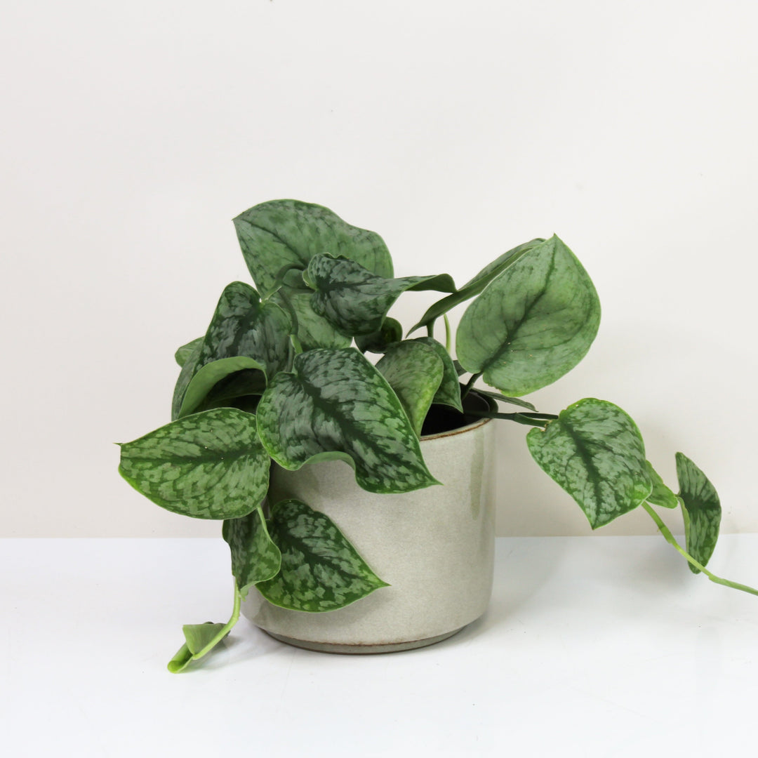 Scindapsus Silver Splash M Foliage Dreams