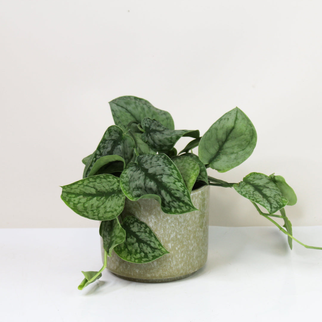 Scindapsus Silver Splash M Foliage Dreams