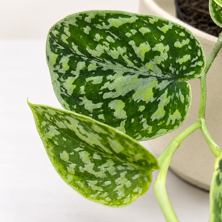 Scindapsus Tricolor Silver Foliage Dreams