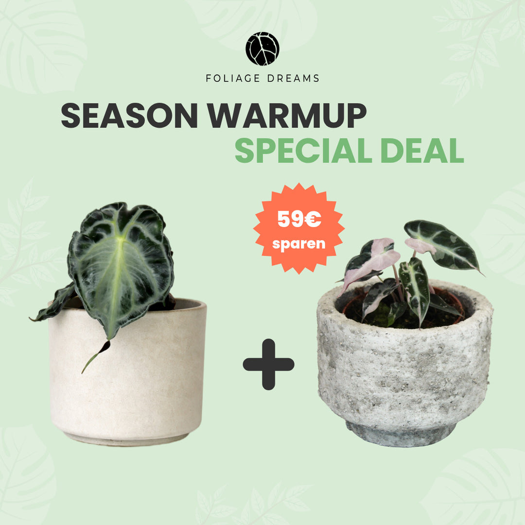 Season Warmup Special Deal - Alocasia Venom + Alocasia Pink Bambino Foliage Dreams