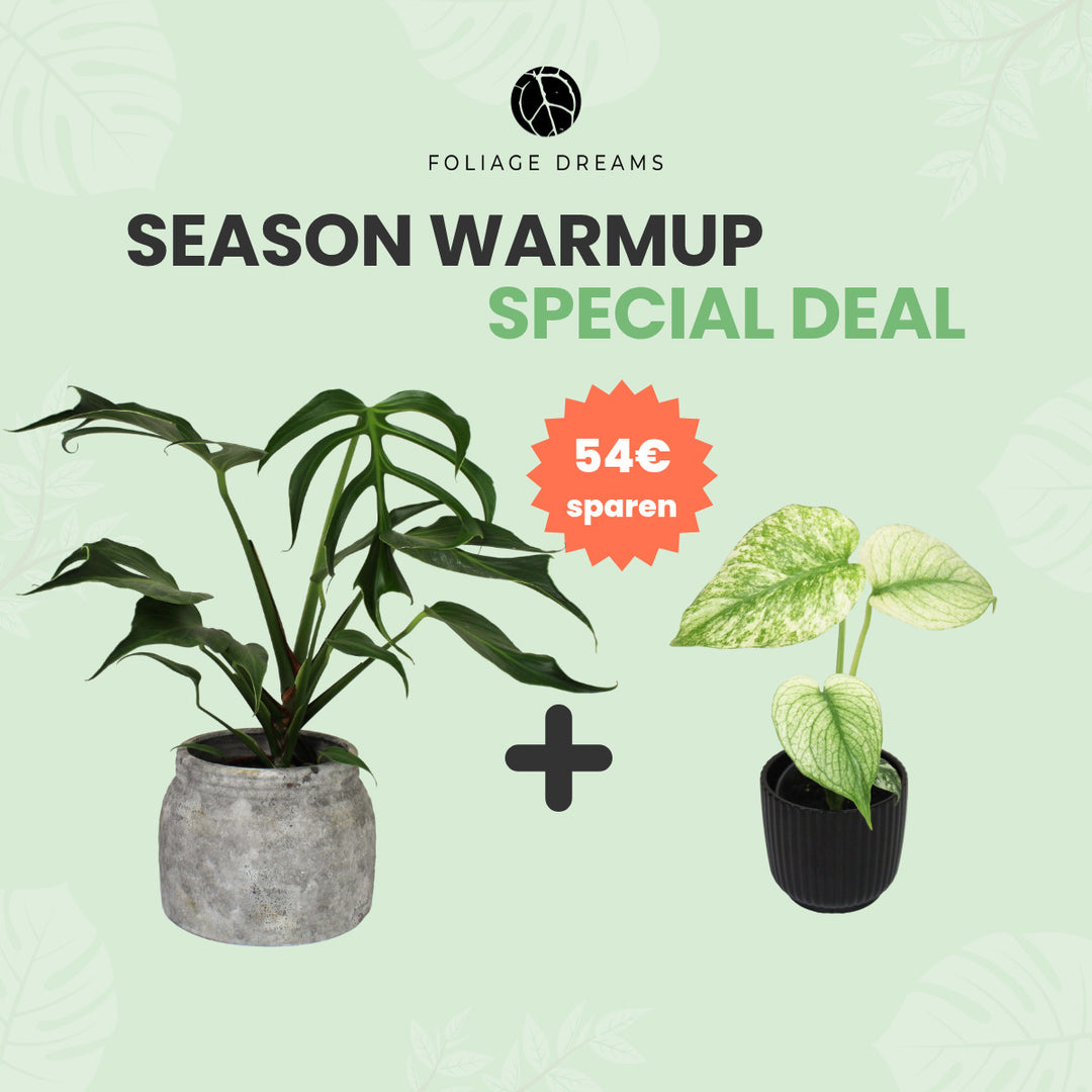 Season Warmup Special Deal - M. Burle Marx Flame + M. deliciosa Mint Foliage Dreams