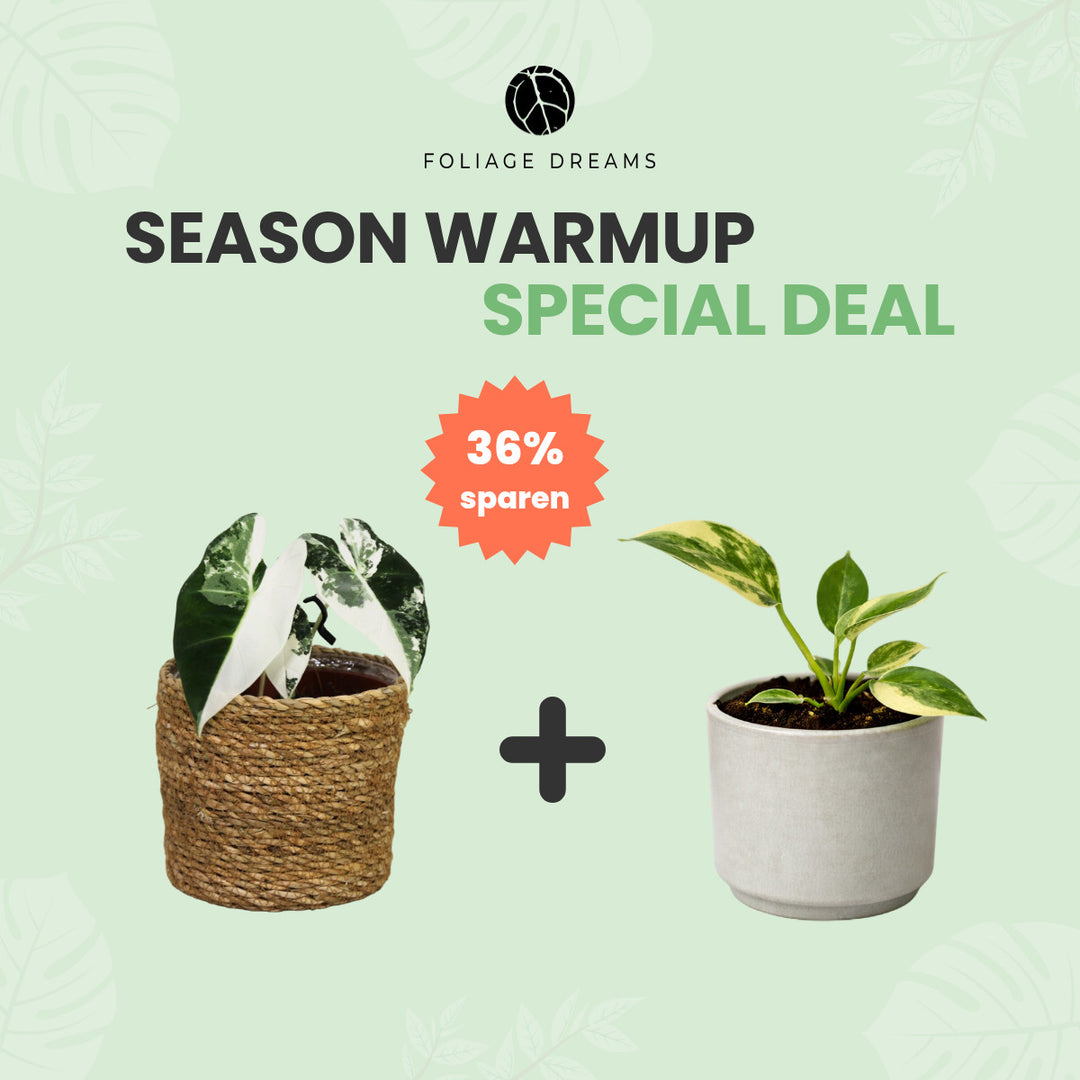 Season Warmup Special Deal - Philodendron Florida Beauty + Alocasia Frydek variegata Foliage Dreams