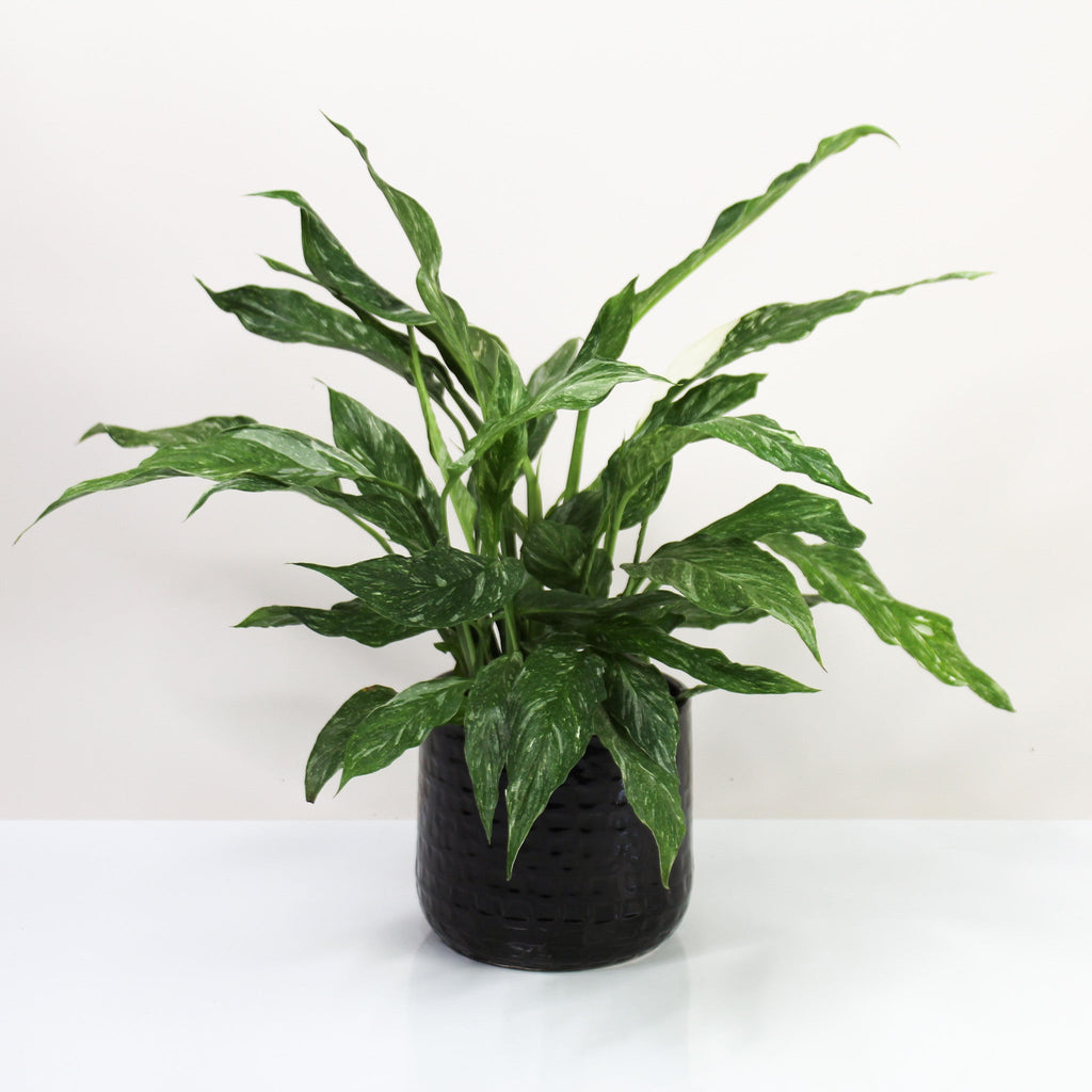 Spathiphyllum Diamond Variegata