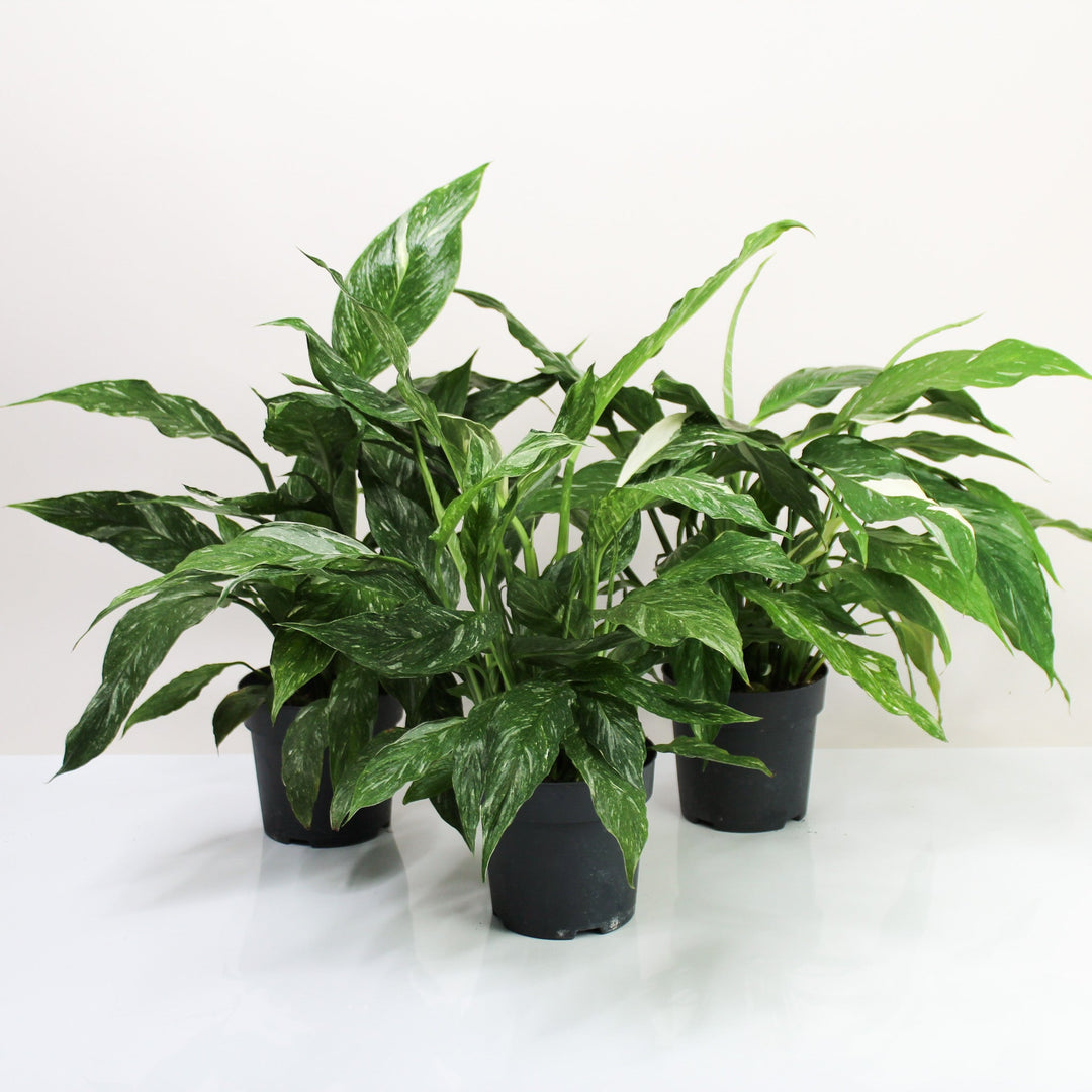 Spathiphyllum Diamond Variegata M Foliage Dreams