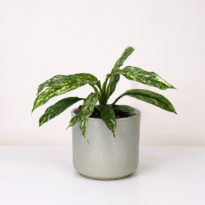 Spathiphyllum sensation variegata Foliage Dreams
