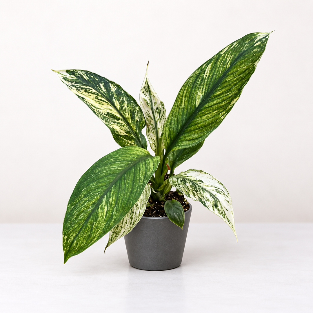 Spathiphyllum sensation variegata S Foliage Dreams