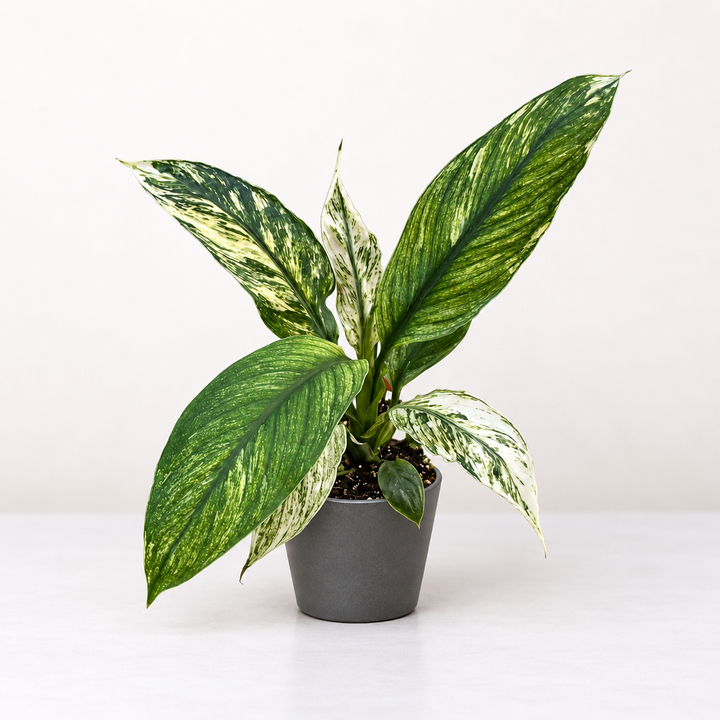 Spathiphyllum sensation variegata S Foliage Dreams