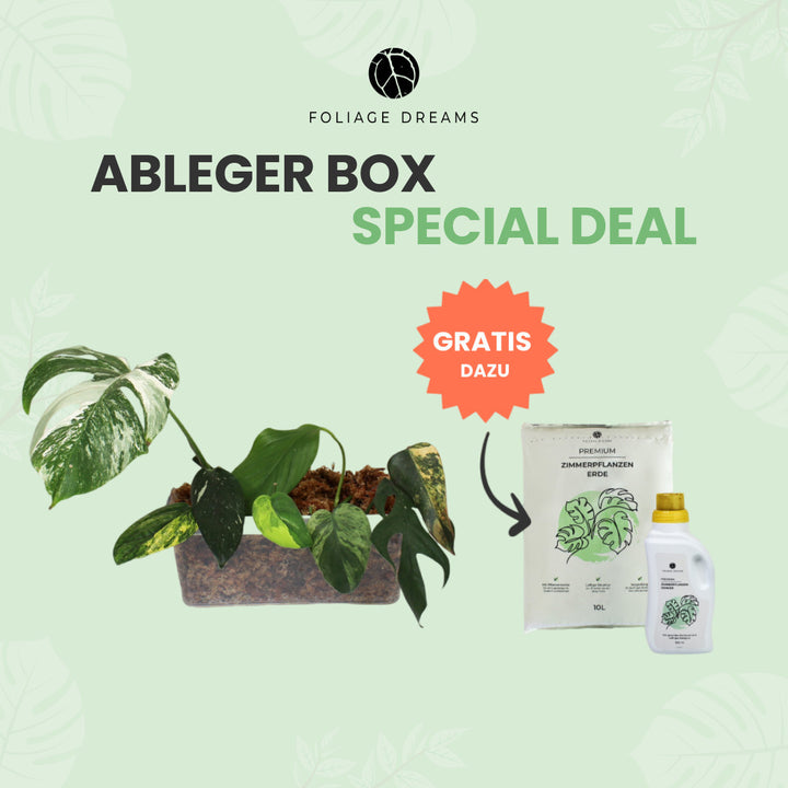Special Ableger Box Foliage Dreams