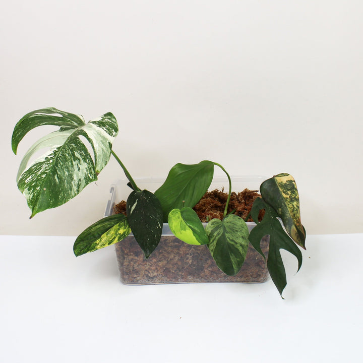 Special Ableger Box Foliage Dreams