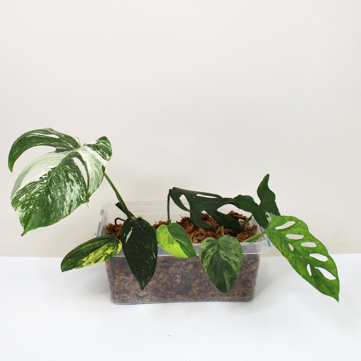 Special Ableger Box Foliage Dreams