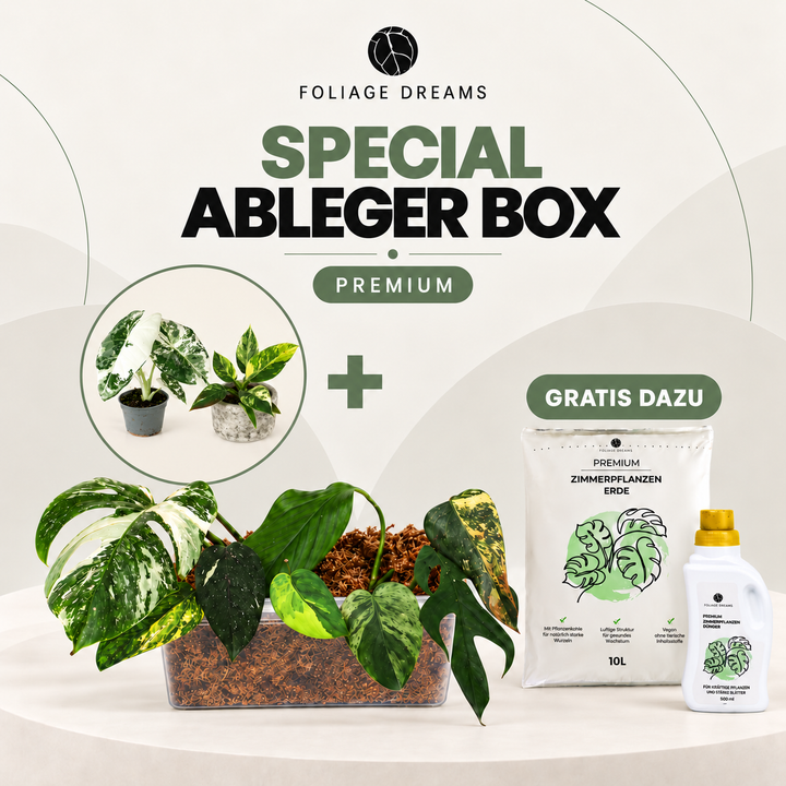 Special Ableger Box Premium Foliage Dreams