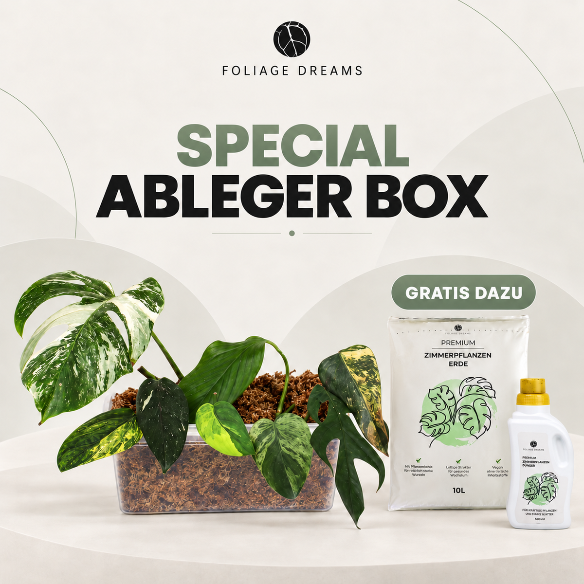 Special Ableger Box Standard Foliage Dreams