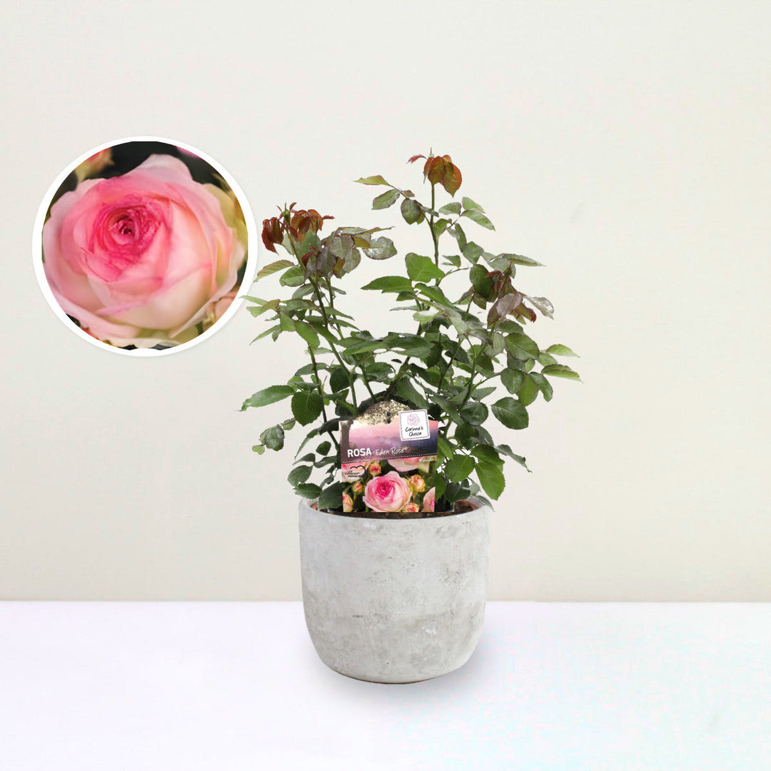 Strauchrose 'Eden Rose'® Foliage Dreams