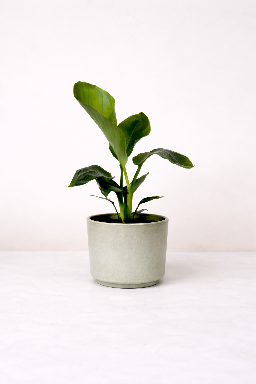 Strelitzia Nicolai S Foliage Dreams