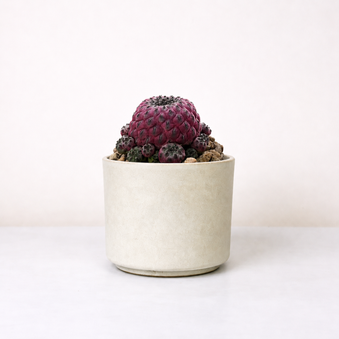 Sulcorebutia rauschii violacidermis Foliage Dreams