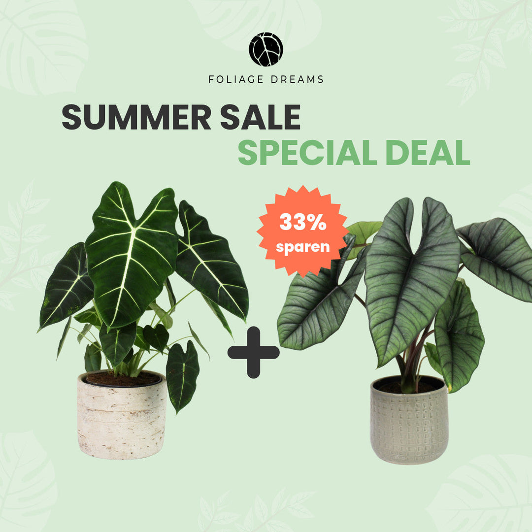 Summer Sale Special Deal - Alocasia Frydek + Alocasia Platinum Foliage Dreams