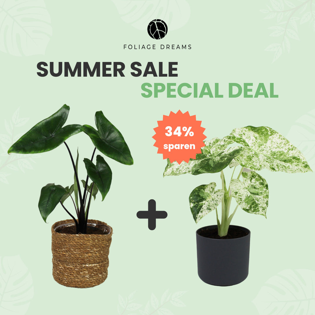 Summer Sale Special Deal Alocasia Macr. Splash + Alocasia Zebrina Black Foliage Dreams