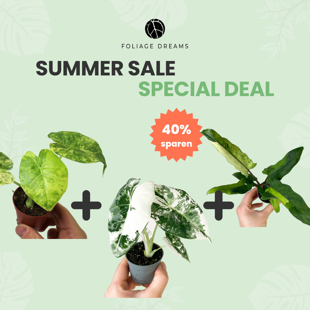Summer Sale Special Deal Alocasia varieagta Trio (A. Frydek var + A. Lauterbachiana var + A. Gageana aurea) Foliage Dreams