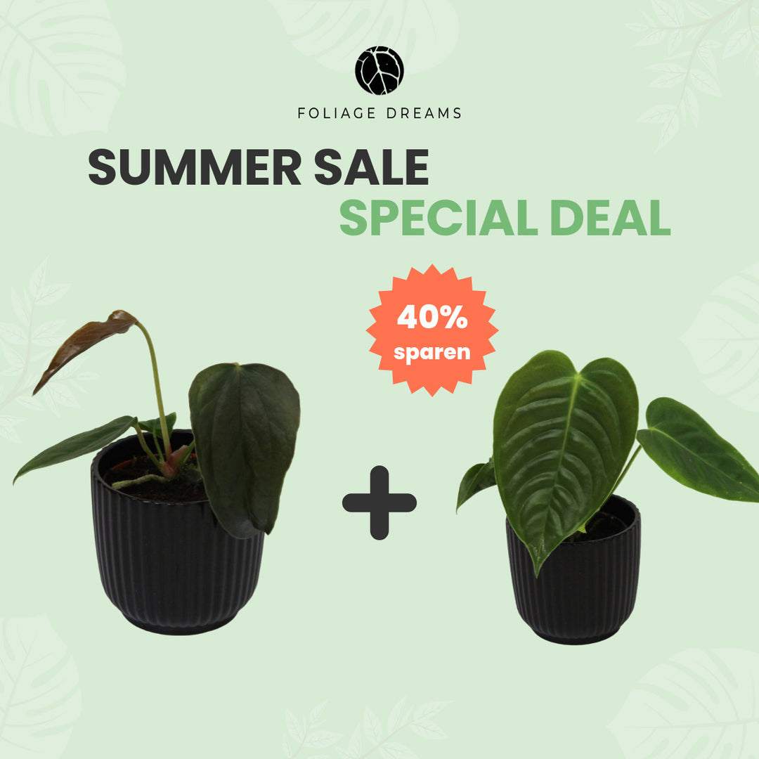 Summer Sale Special Deal Anthurium Queen of Hearts Baby + Anthurium Veitchii Baby Foliage Dreams