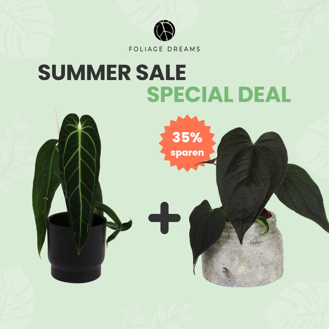 Summer Sale Special Deal Anthurium Warocqueanum + Anthurium Queen of Hearts Foliage Dreams