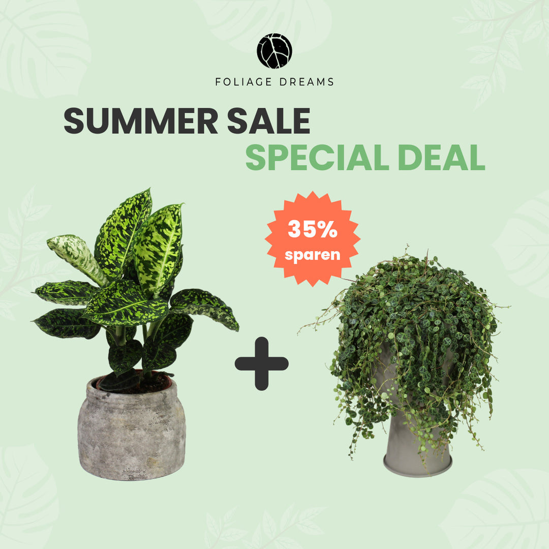 Summer Sale Special Deal Dieffenbachia Reflector + String of Turtles Foliage Dreams
