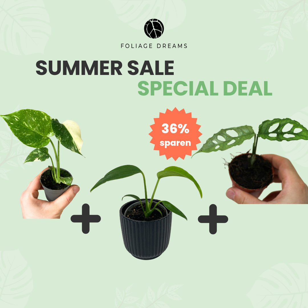 Summer Sale Special Deal Monstera Trio (M.Burle Marx Flame + M. Thai constellation + M. obliqua peru Foliage Dreams