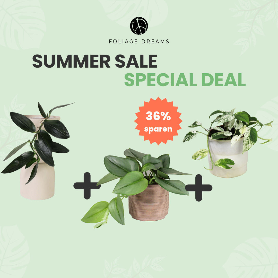 Summer Sale Special Deal Scindapsus Treubii Dark + Scindapsus Treubii Moonlight + Epipremnum Marble King Foliage Dreams
