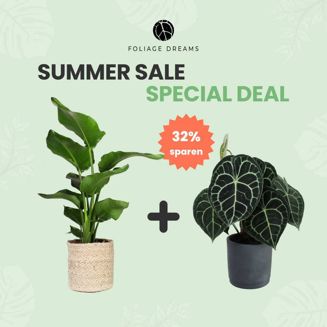 Summer Sale Special Deal Strelitzia Nicolai + Anthurium Clarinervium Foliage Dreams