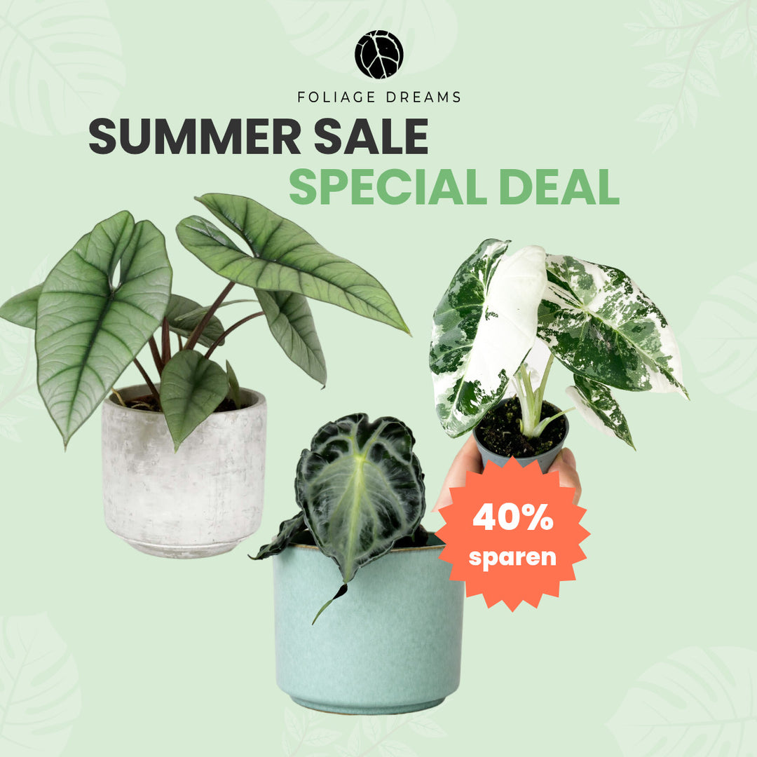 Summer Salel Deal - Alocasia (Venom, Frydek variegata und Platinum Foliage Dreams