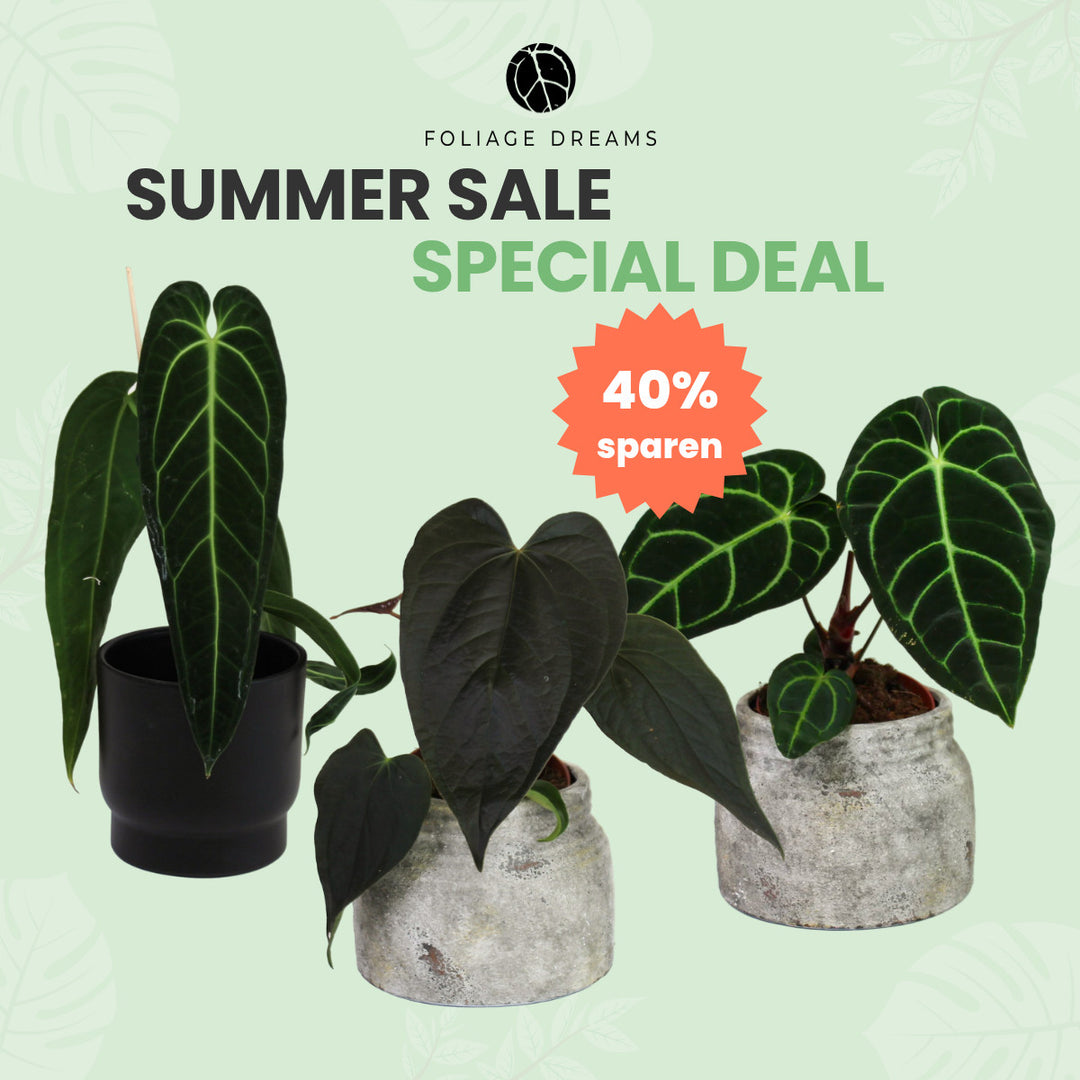 Summer Salel Deal - Anthurium (Warocqueanum, Queen of Hearts und Regale) Foliage Dreams