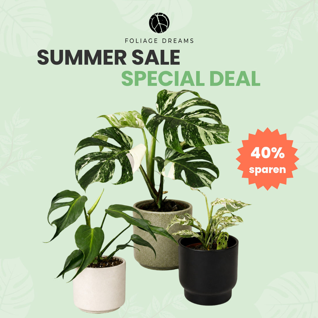 Summer Salel Deal - Monstera (Variegata, Burle Marx Flame und Frozen freckles) Foliage Dreams