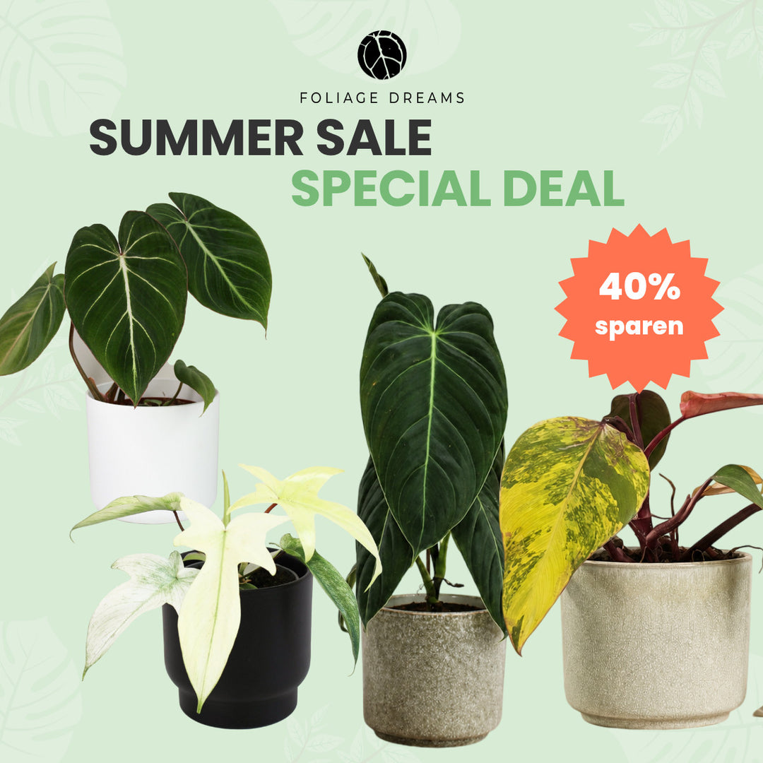 Summer Salel Deal - Philodendron (Strawberry Shake, Melanochrysum, Florida Ghost und Gloriosum Zebra) Foliage Dreams