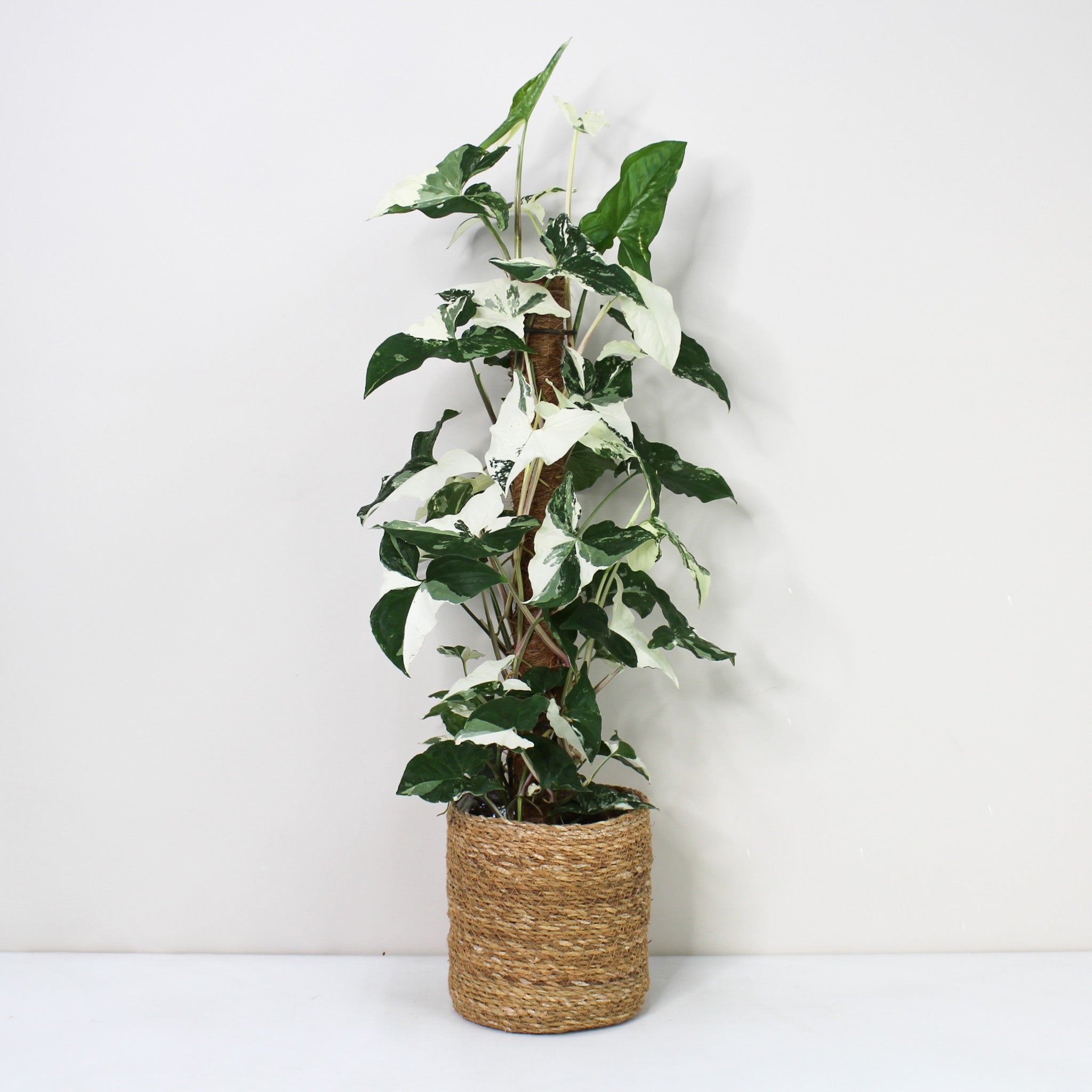 Syngonium Albo Variegata – Foliage Dreams