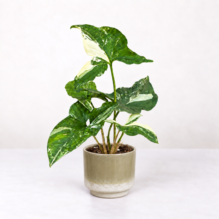 Syngonium Albo Variegata M Foliage Dreams