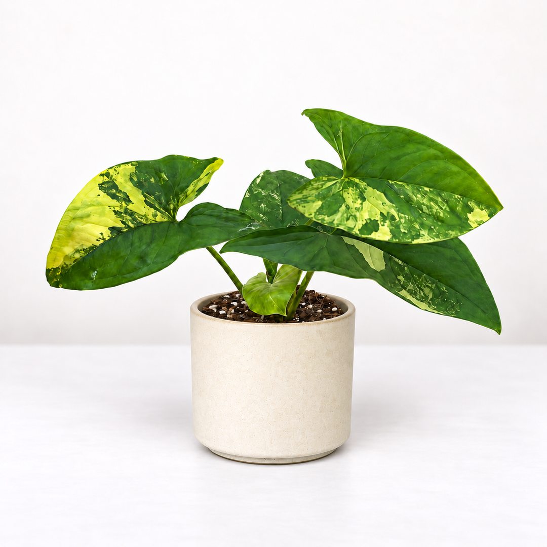Syngonium Aurea mehr Panaschierung Foliage Dreams