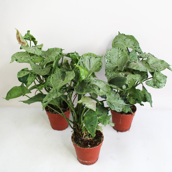 Syngonium Green Splash M Foliage Dreams